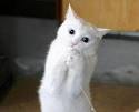 Kitty Cat Pictures and Images