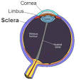 <b>Sclera</b>
