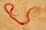 Dirofilaria immitis antigen