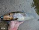 Dogfish #9 » Just Animals