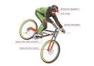SPORTS &amp; GAMES :: CYCLING :: MOUNTAIN BIKING :: DOWNHILL BICYCLE ...
