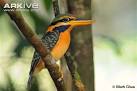Rufous collared kingfisher photo - Actenoides concretus - G46989 ...