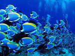Marine wildlife animals - Animal Pictures