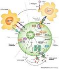 Figure 1 : Individuality: the barrier to optimal immunosuppression ...