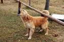 Dog Barking | Stop Barking Dogs