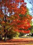 Maple Tree Pictures and Images