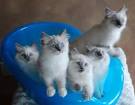 Home | Graceful Dolls Ragdoll Cattery