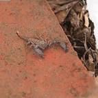 Wood scorpion Liocheles australasiae (Fabricius, 1775) Regnum:Animalia - via Daymix