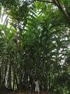 <b>Alpinia</b> carolinensis is a