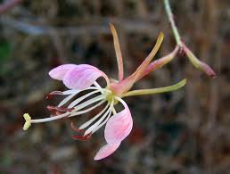 Image result for Gaura sinuata