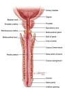 AUAF - Urology A-Z - Management of Benign Prostatic Hyperplasia (
