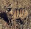 Aardwolf - Proteles cristatus