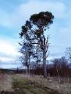near to Temple, Midlothian, Great Britain. Scots Pine, Whinny Plantation - via Daymix