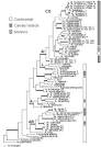 Macaronesian psyllids