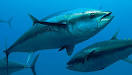 Farm-raised BLUEFIN TUNA spawn controversy | MNN - Mother Nature ...
