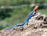 File:Red-headed Rock Agama.jpg - Wikipedia, le encyclopedia libere