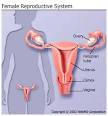 Female Reproductive System Information on MedicineNet.