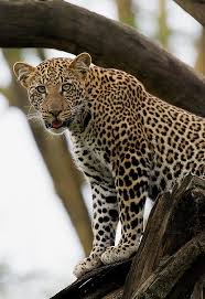 Leopard