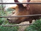 SW4625 : Ecstatic Tamworth Pig - via Daymix