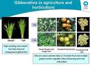 Plant Hormones-