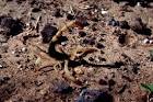 Arizona bark scorpion - via Daymix