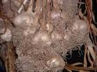 Curing Garlic — Veggie Gardening Tips