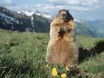 Alpine Marmot Hohe Tauern National Park Austria picture, Alpine ...