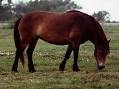 Exmoor Pony aka Celtic Pony