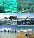 Habitats and Adaptations « Animals and Their Habitats