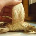 Bearded Dragon . org - Sexing Your Bearded Dragon
