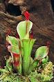 Carnivorous plant - Wikipedia, the free encyclopedia