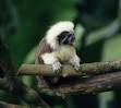 Primate Factsheets: Cotton-top tamarin (Saguinus oedipus) Taxonomy ...