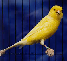 images?qtbnANd9GcQgMSKUBhwpu0kN7RB88rFZQlzP YavNLB5UF8p83LVqsLt6g1S