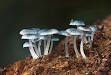 Detritivore - Wikipedia, the free encyclopedia
