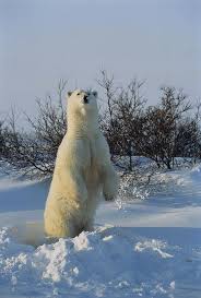 Polar Bear