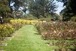 Golden Gate Park Rose Garden Arborcide – See the Destruction from ...