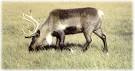 Caribou