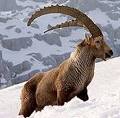 ibex