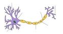 <b>Neuron</b> - Wikipedia, the free