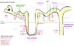 File:Renal Diuretics.gif - Wikipedia, the free encyclopedia