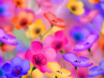 Pictures of Flowers 4 | WallzPoint.