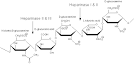 <b>Heparin</b> and Heparan Sulfate