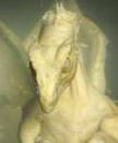 real dragon sightings