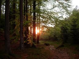 Sonnenuntergang im Wald - Bild \u0026amp; Foto von Anja Konschak aus Wald ...