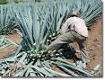 Agave: Mexican Agave Nectar