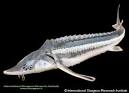 Acipenser nudiventris (Ship Sturgeon, Bastard Sturgeon ...
