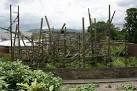 group of Chimpanzees, - via Daymix