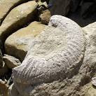 Large ammonite fossil - via Daymix
