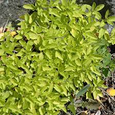 Afbeeldingsresultaat voor origanum vulgare thumbles variety