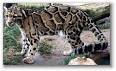 Clouded Leopard